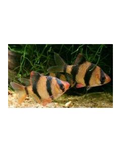 Capoeta Tetrazona TEST