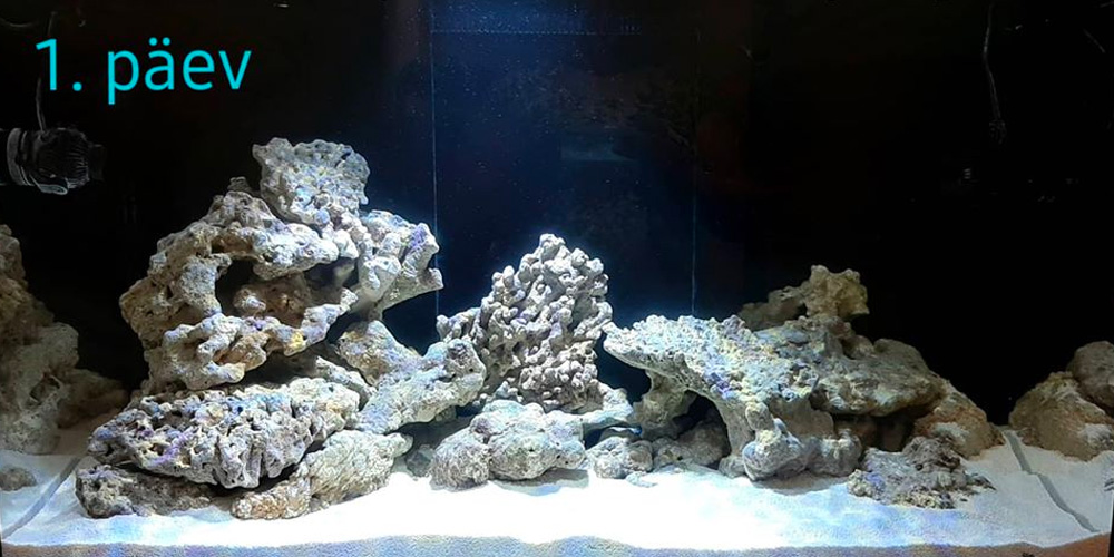 Nonii... nüüd on algusest juba natuke aega möödas ja akvaarium sisustatud