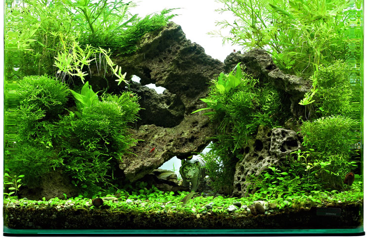 Süsinik - taimede kõige olulisem toitaine.