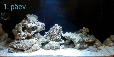 Nonii... nüüd on algusest juba natuke aega möödas ja akvaarium sisustatud