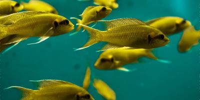 Akvaariumipidamise müüdid