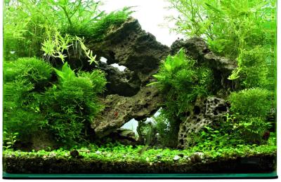 Süsinik - taimede kõige olulisem toitaine.