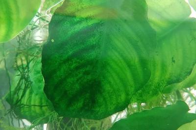 Võitlus vetikatega - kuidas see toimib