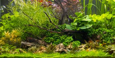 Taimede väetamine ja puudulikkuse sümptomid