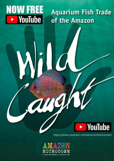 Nüüd Youtubes tasuta saadaval: “Wild Caught: Aquarium Fish Trade of the Amazon”