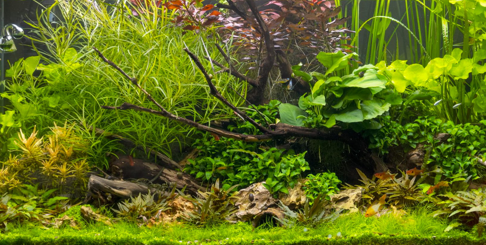 Taimede väetamine ja puudulikkuse sümptomid