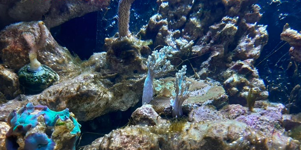 Vaikne küpsemine ja vetikad!