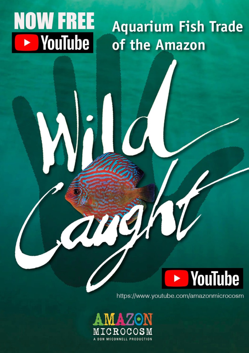 Nüüd Youtubes tasuta saadaval: “Wild Caught: Aquarium Fish Trade of the Amazon”